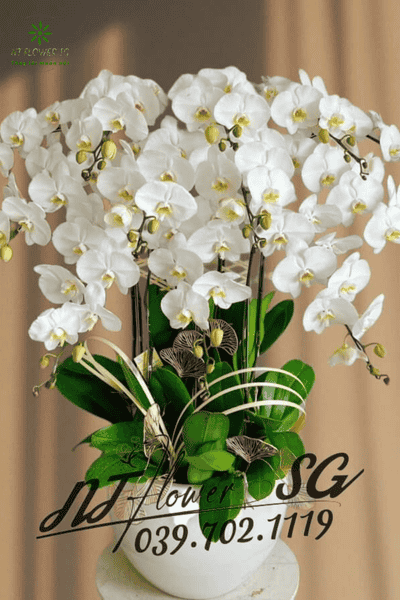 Chậu Lan Hồ Điệp Trang Trí Bàn Sang Trọng